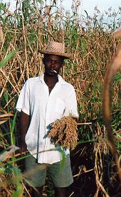 [a farmer with millet stalks]