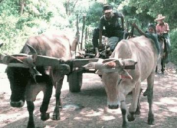 Photo: Poor roads make oxcarts a practical form of transport in parts of rural Nicaragua.