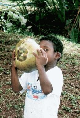 Photo: Little boy drinking from coconut