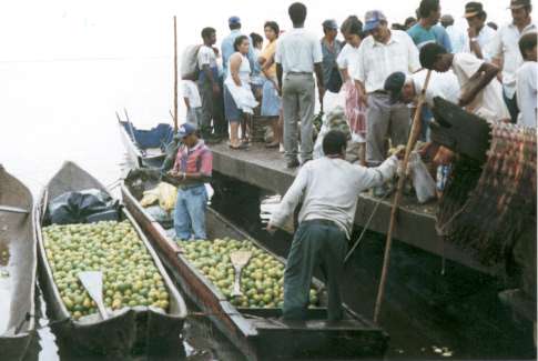 Photo: Pangas loaded with oranges