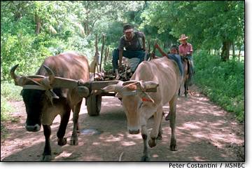 Photo: Team of oxen pulls cart